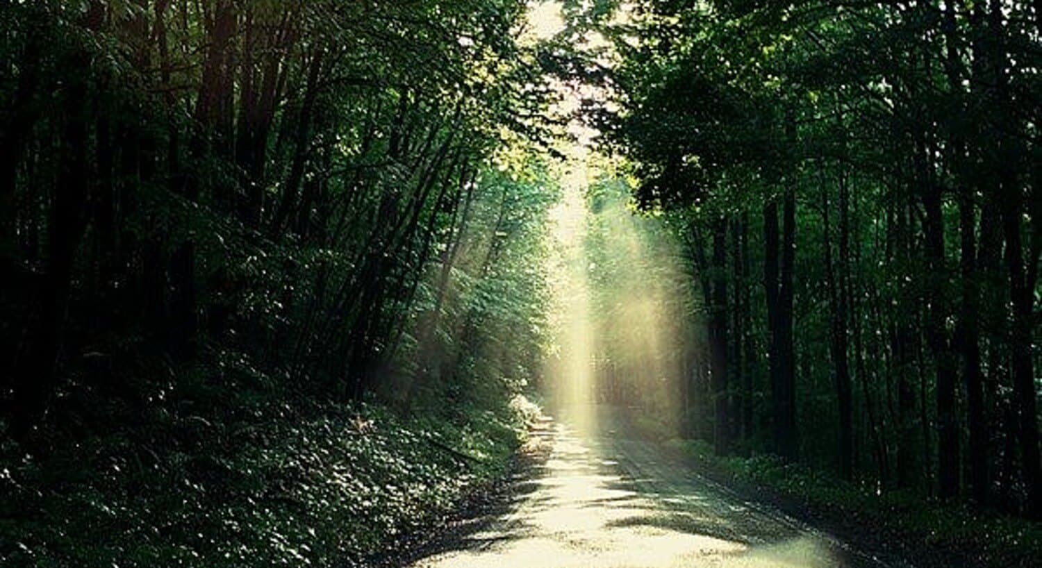 Empty road with trees hanging overhead and beams of sunlight shining through the branches