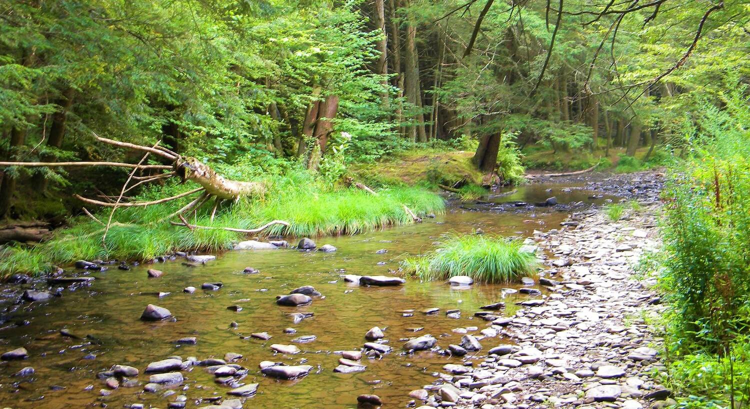 Rocky creek bed with water tricking through and green trees surrounding 